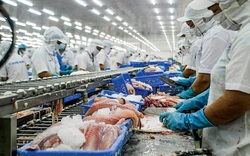 130 doanh nghiệp xuất khẩu cá tra mang về gần 400 triệu USD từ thị trường Trung Quốc