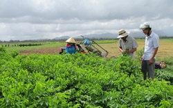 Quảng Nam: Hội Nông dân thị xã Điện Bàn - Trang bị kiến thức cho nông dân làm giàu