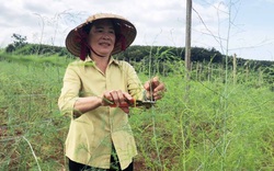 Gia Lai: Trồng 4 loài cây và nuôi 1 thứ con, tưởng nuôi trồng "lung tung", nào ngờ bà nông dân này thu tiền tỷ