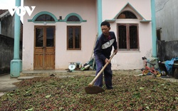 Kon Tum: Đến khổ, 3 cái khó "bó chân" người trồng cà phê ở thời điểm này