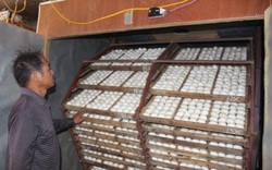Chỉ nuôi vịt đẻ, 1 ngày nhặt 9.000 quả trứng mà một ông nông dân tỉnh Nam Định là tỷ phú