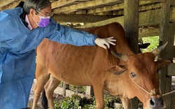 Lâm Đồng: Chủ động phòng, chống bệnh viêm da nổi cục trên trâu bò