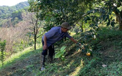 Bắc Kạn: Loài cây ra thứ hoa bán đắt như vàng, trước dân đào đổ đi không hết, nay lại chăm chút trồng lại