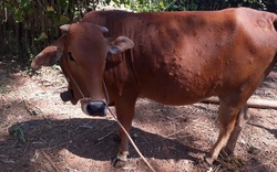 Bệnh viêm da nổi cục trên trâu, bò tại Bắc Kạn: Cần thiết có thể dừng họp chợ trâu, bò lớn nhất tỉnh