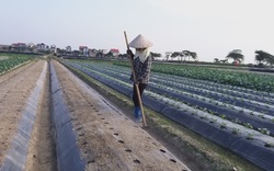 “Gỡ rối” cho nhà nông về chuyển đổi cây trồng trên đất lúa