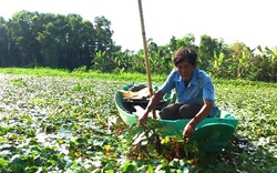 Hậu Giang: Trồng thứ cây nổi bập bềnh, "giấu" củ dưới nước, mỗi lần hái hàng tấn, nông dân đổi đời