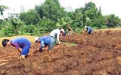 Hậu Giang: Thứ nấm đặc sản này cuối vụ bất ngờ tăng giá, nhiều hộ tiếc hùi hụi vì điều này