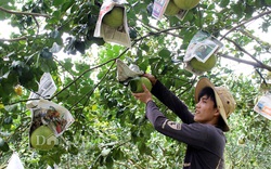 Đồng Nai: Nhiều vườn bưởi tết thất thu vì "ông Trời", dân làm bưởi tạo hình không còn trái để sản xuất