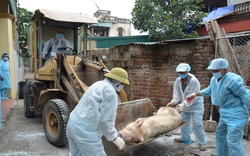 Giám sát chặt, ngăn chặn bệnh dịch tả lợn châu Phi 