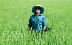 Thái Bình: Bỏ nghề lái xe, 9X về quê cấy lúa đặc sản trên cánh đồng thẳng cánh cò bay 24ha mà thành tỷ phú