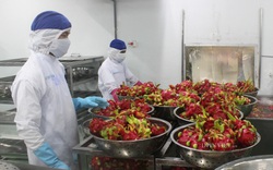 Việt Nam phải làm gì để vượt Trung Quốc, Chile lọt tốp 5 nước xuất khẩu rau quả hàng đầu thế giới?