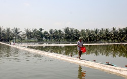 Quảng Ninh: Nông dân khá giả nhờ vay vốn ưu đãi đầu tư nuôi thủy sản