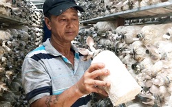 Trồng nấm sạch, lão nông ở Chư Sê thu lãi hơn 40 triệu đồng mỗi tháng