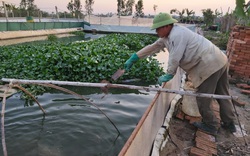 Hà Nội: Bằng cách này, lão nông U50 nuôi ba ba gai cùng cá chuối hoa con nào cũng to bự, bán đắt tiền