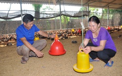 CLIP: Cả làng nuôi gà ế ẩm, thua lỗ, mình anh Sáu đắt hàng, bán gà giá cao vì lý do này