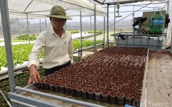 Hà Lan hỗ trợ Đà Nẵng phát triển nông nghiệp công nghệ cao