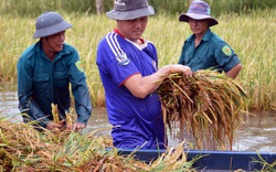 Cà Mau: Trồng lúa gần mất trắng, chính quyền tỉnh yêu cầu khẩn trương làm điều này