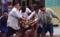 Sau nhiều vụ cá sấu sổng chuồng, Chủ tịch UBND tỉnh Cà Mau chỉ đạo "nóng" điều gì?