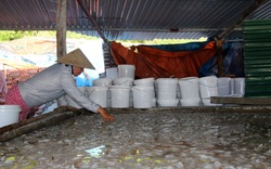 Trung Quốc siết nhập khẩu, làng chế biến sứa hoang tàn, nhiều cơ sở đi vào "ngõ cụt"