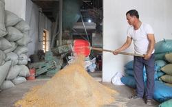 Nam Định: Cả HTX nuôi cá VietGAP mỗi năm "nhẹ nhàng" thu lãi khoảng 25 tỷ đồng
