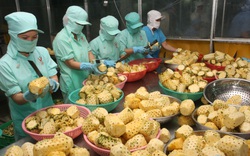 Con số đáng buồn: Hơn 80% sản phẩm rau quả Việt Nam xuất khẩu dưới dạng tươi, giá rẻ