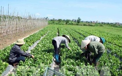 Năm 2020: Thu nhập nông dân Hà Nội dự kiến đạt 55 triệu đồng/người