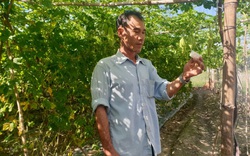 Tây Ninh: Ông nông dân dùng thứ cây có mùi lạ để đuổi côn trùng, cây ra trái bự ngon sạch không có mà bán