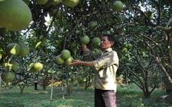 Tuyên Quang: Bưởi đường ở đây đặc biệt thế nào mà có câu "Đất Xuân Vân tuyệt trần múi bưởi"?