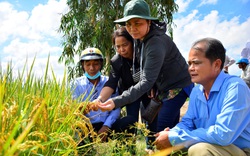 Kiên Giang: Trồng lúa làm ra thứ gạo sạch xuất khẩu, 15 công ty tìm đến thu mua