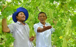 Kiên Giang: Chi hội trưởng U70 vẫn nhiệt tình lội ruộng, thăm rẫy cùng nông dân