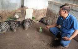 Thái Bình: Nuôi nhím lông nhọn hoắt, nuôi lợn rừng phàm ăn, ông đại tá về hưu nuôi chơi thu tiền thật