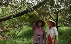 Bến Tre: Bí quyết trồng sầu riêng ra nhiều trái, cứ 1 công đất thu lời 100 triệu đồng, nông dân là tỷ phú