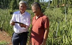 Cây nha đam giúp nông dân ở Bà Rịa- Vũng Tàu "đổi đời"