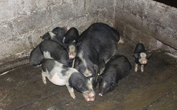 9 giống lợn bản địa, lợn đặc sản nào đang được các tỉnh miền Bắc đưa vào diện bảo tồn?