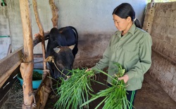 Điện Biên: Bà nông dân hô biến trâu, bò gầy thành béo, thu vài trăm triệu mỗi năm