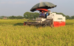 Ứng Hòa dẫn đầu diện tích lúa Japonica chất lượng cao