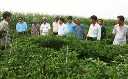 Bình Định: Trồng ớt chỉ thiên, trái ra tua tủa, nông dân khá giả trả được vốn vay ngân hàng