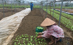 Đà Nẵng: Hội Nông dân tập trung hỗ trợ nông dân khôi phục trồng trọt, chăn nuôi sau bão lũ