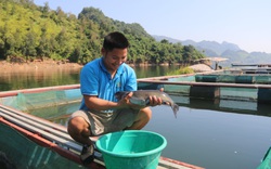 Trai Thái nuôi cá lăng trên lòng hồ sông Đà, lãi gần 350 triệu/năm