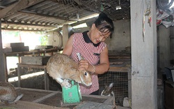 Bình Thuận: Nuôi loài thỏ có màu lông lạ, body săn chắc mà tai dài như tai dê, chưa lớn đã có người đòi mua