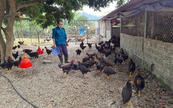 Điện Biên: Mát tay nuôi gà thả vườn đi lang thang ở trang trại mênh mông, ông nông dân "tay ngang" kiếm bộn tiền