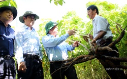 Thắp lại hy vọng cho người trồng sắn: Tìm ra bộ giống kháng bệnh khảm lá, năng suất vượt trội