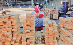 Khó trăm bề do Covid-19, xuất khẩu gỗ vẫn sẽ cán đích 13 tỷ USD trong năm 2020