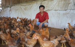 Đà Nẵng: Vô rừng nuôi gà ri thả vườn, một ông nông dân TP Đà Nẵng lãi ròng 300 triệu mỗi năm