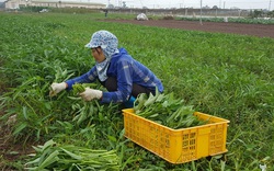 Quỹ Hỗ trợ nông dân-nguồn vốn “đỡ đầu” để nông dân mạnh dạn trồng rau sạch, nuôi những đàn bò tiền tỷ