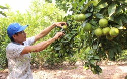 Làm gì để Nông nghiệp Việt Nam trong tốp 15 nước phát triển nhất thế giới?