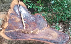 Tuyên Quang: Khởi tố vụ án phá rừng đặc dụng tại Na Hang sau loạt bài điều tra của PV Dân Việt