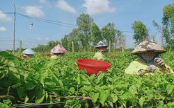 Long An: Trồng thứ cây leo giàn tràn lan, ra hoa đã đẹp lại thơm, hái mỏi tay nhưng bán đắt tiền