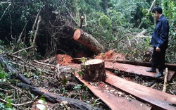 Tuyên Quang: Lãnh đạo huyện Na Hang sẽ xử lý rất nghiêm việc phá rừng nghiến
