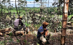Chặt hạ hơn 200 cây xanh trong KCN, lãnh đạo công ty nói "dọn dẹp để trả lại mặt bằng"